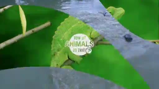 AnimalPlanet