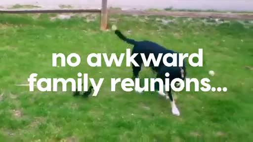 AnimalPlanet