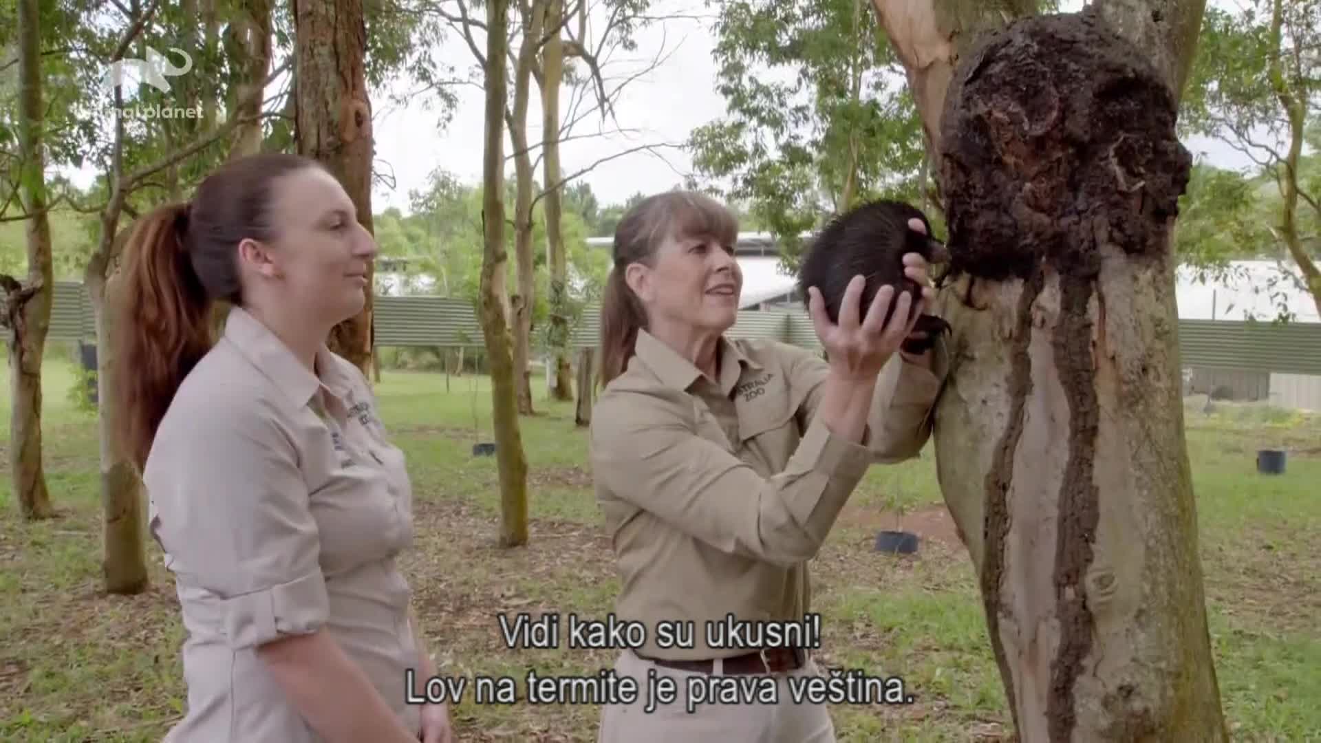 AnimalPlanet