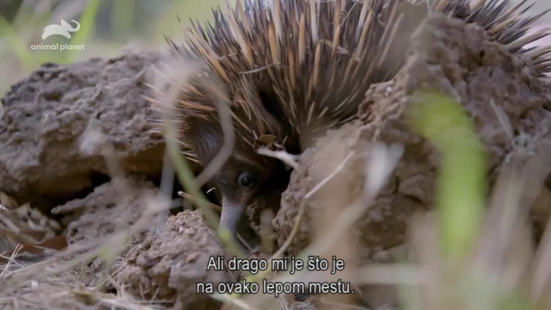 AnimalPlanet