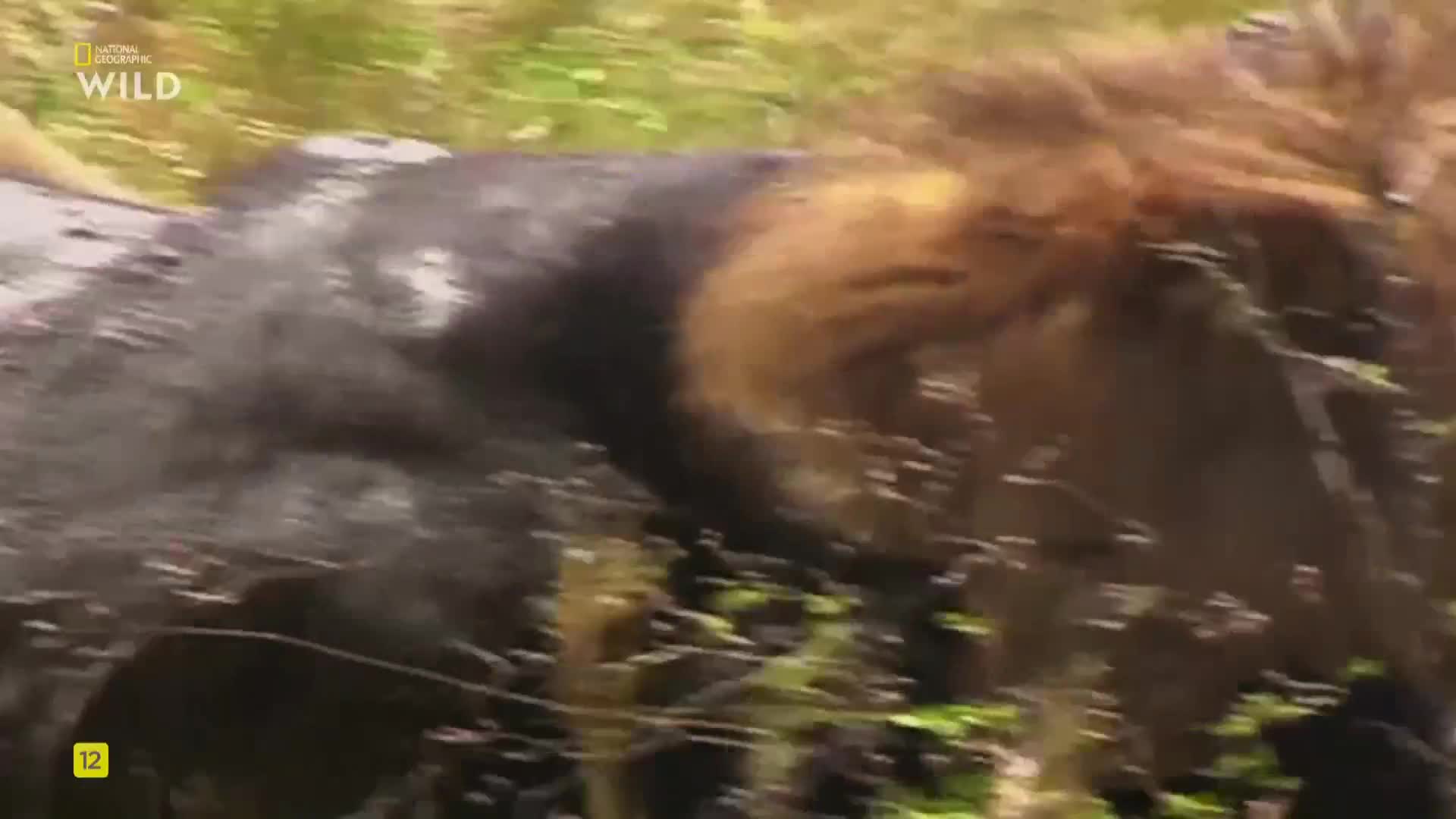Premium9