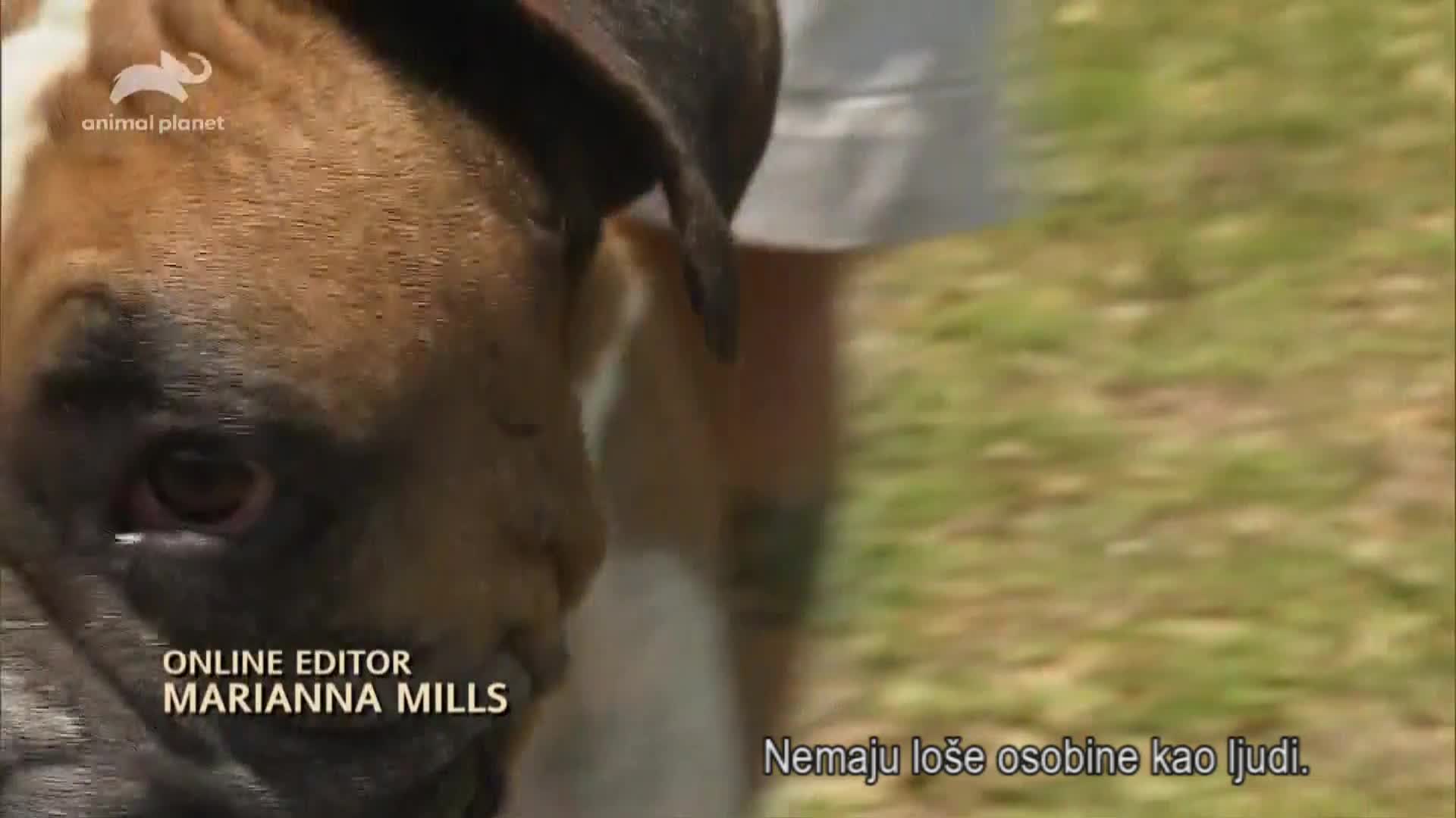 AnimalPlanet