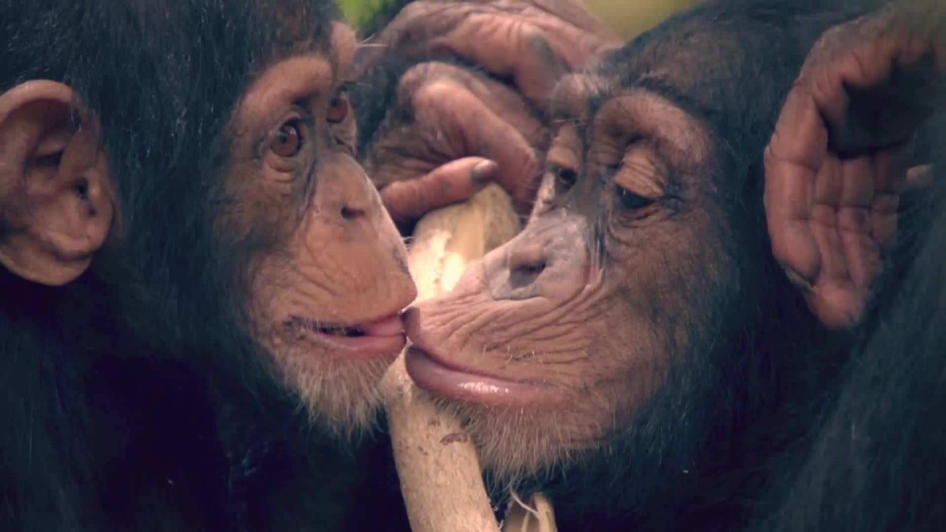 AnimalPlanet
