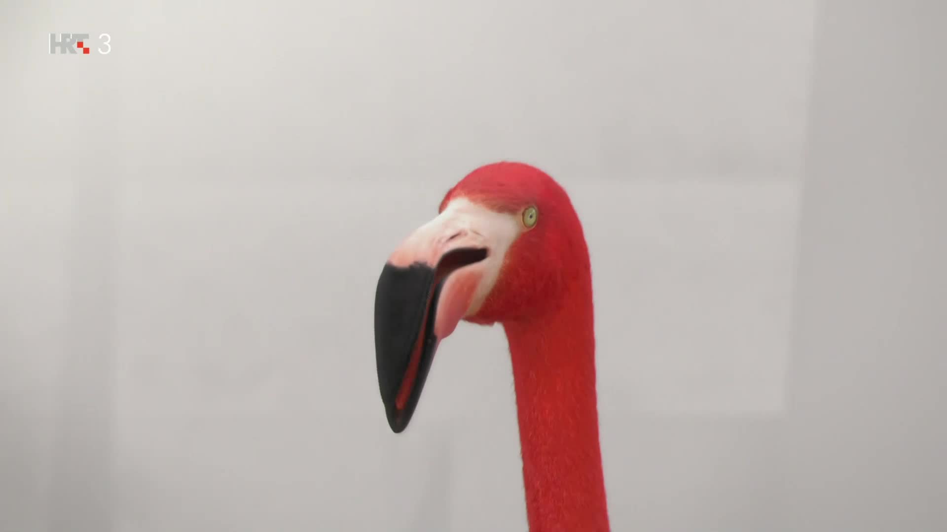 HRT3