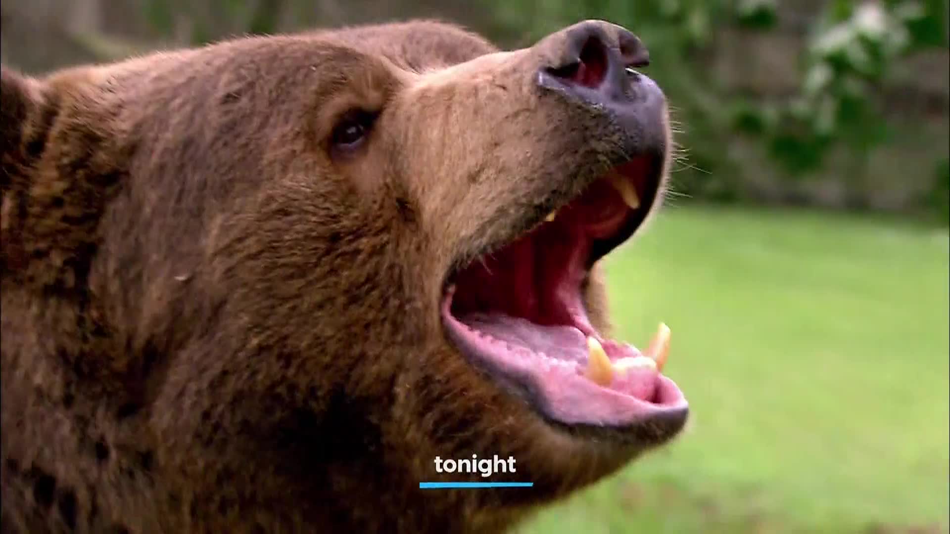 AnimalPlanet