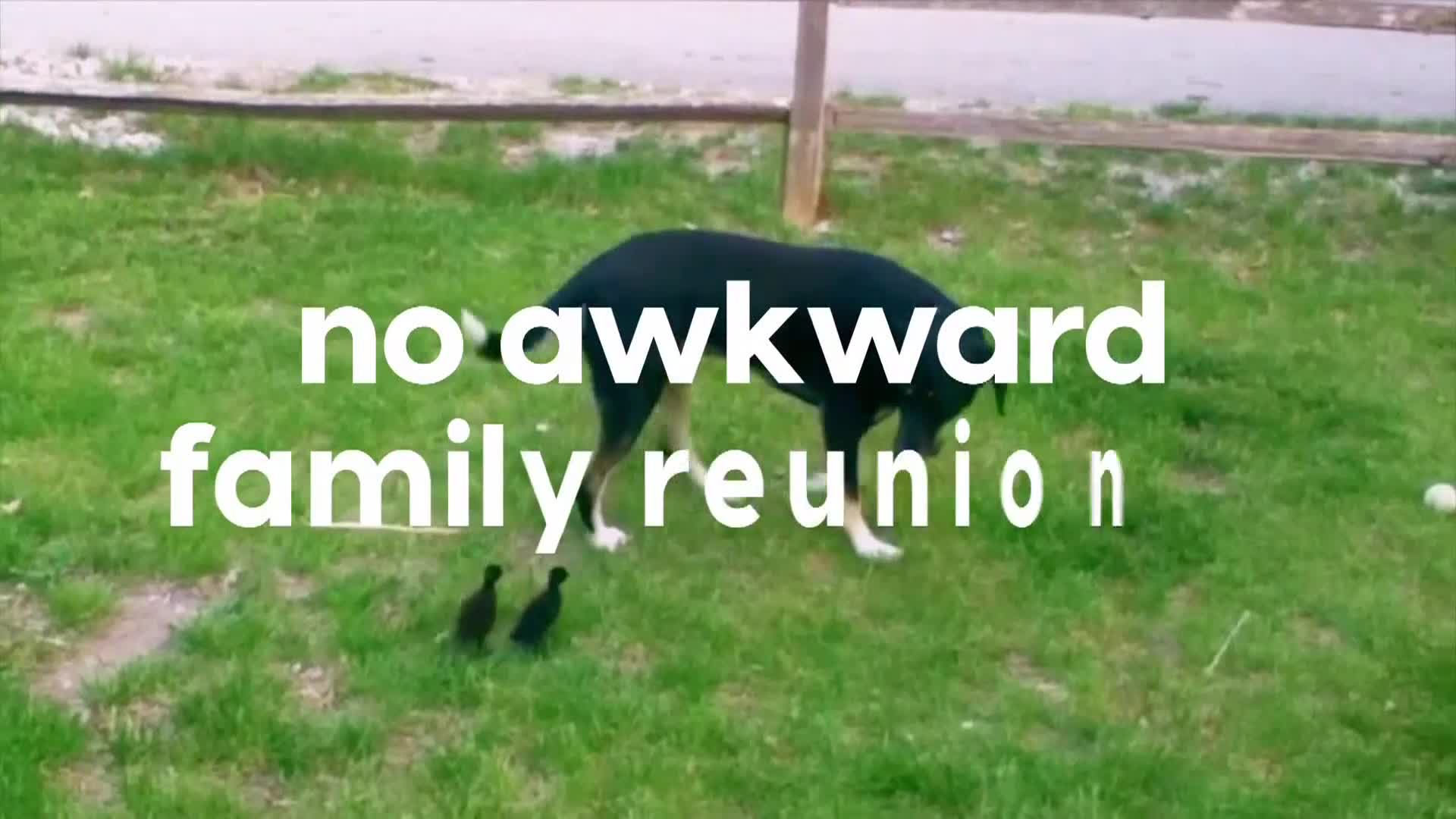 AnimalPlanet