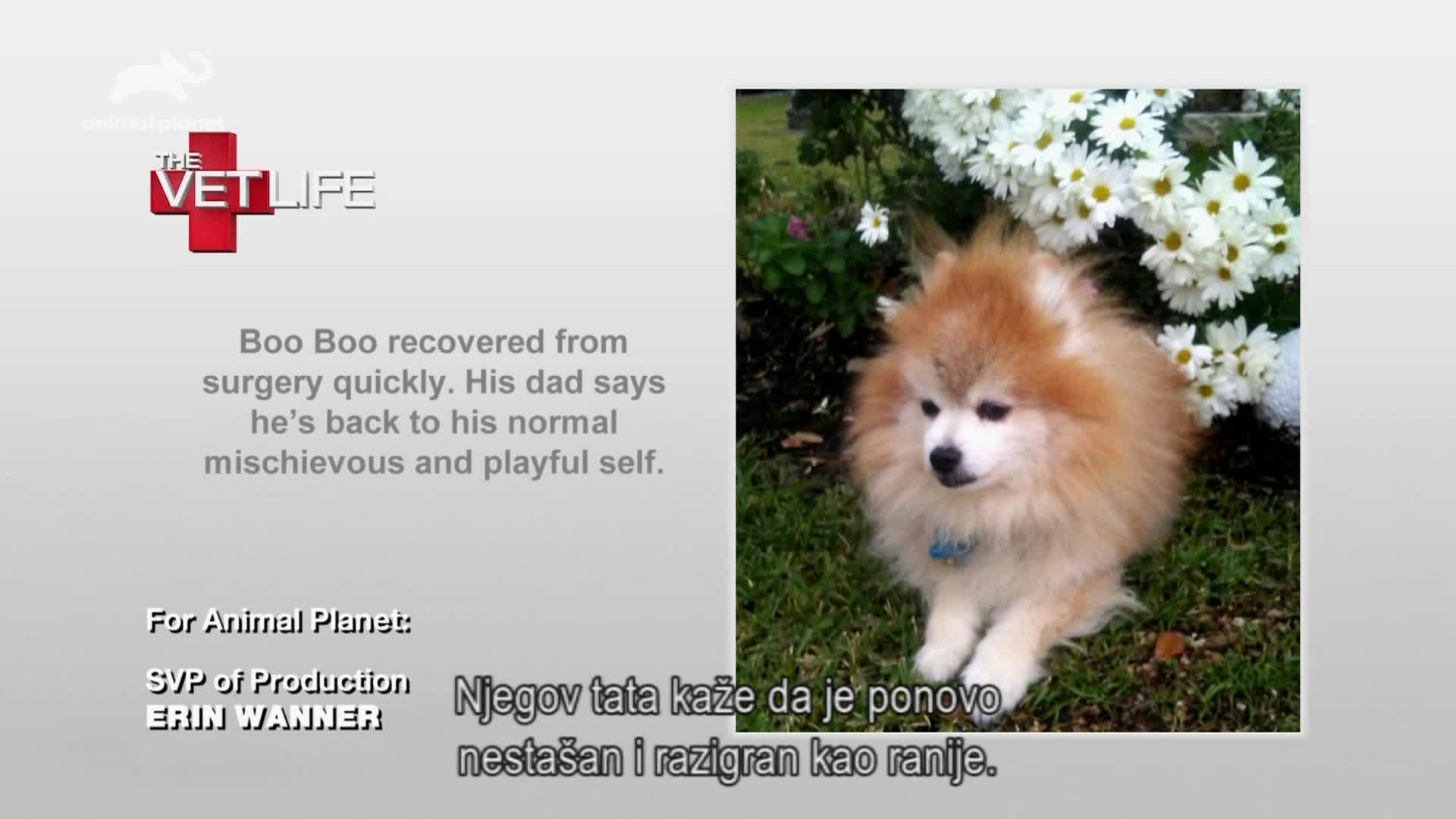 AnimalPlanet