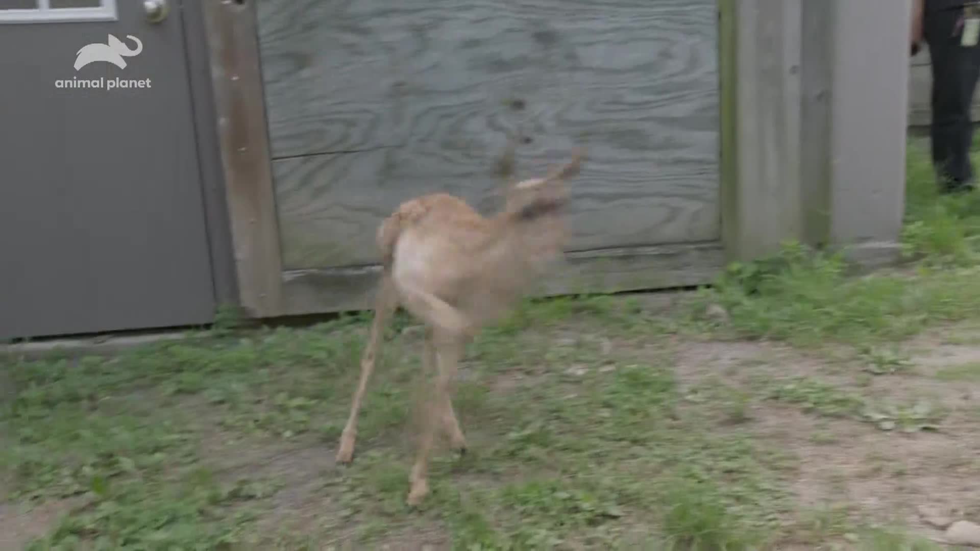 AnimalPlanet