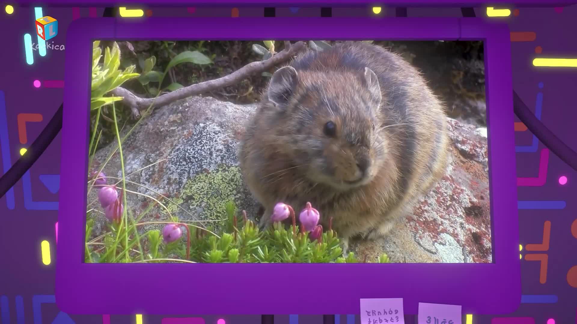 RTLKockica