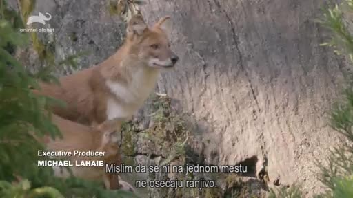 AnimalPlanet