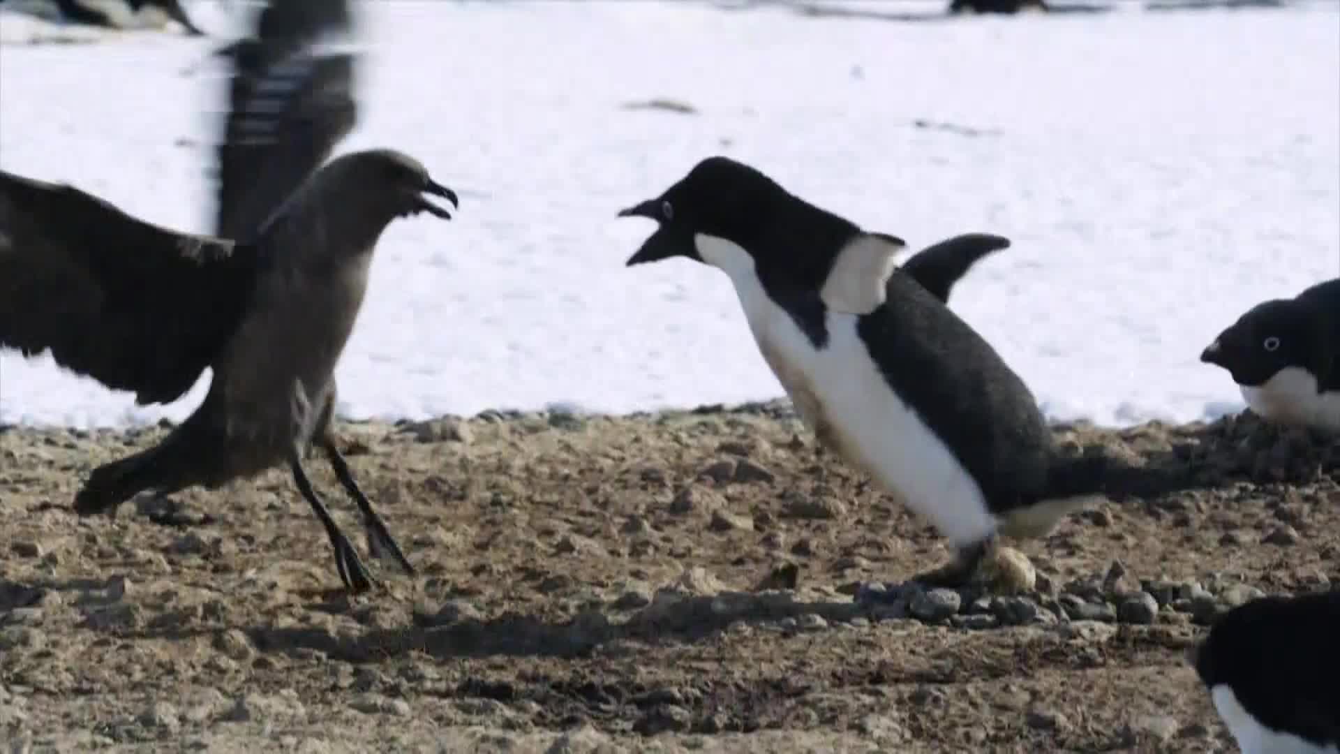 AnimalPlanet