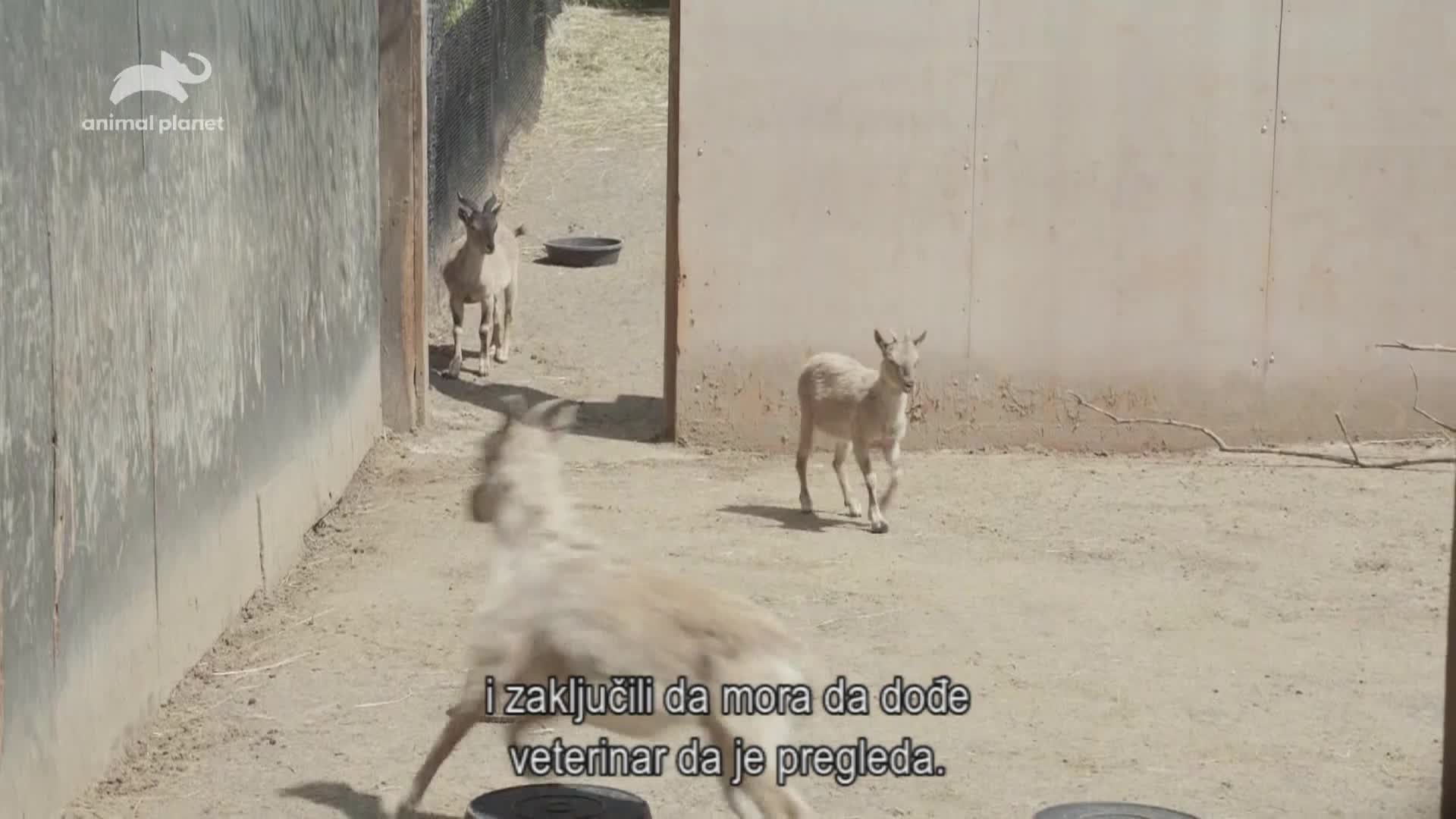 AnimalPlanet