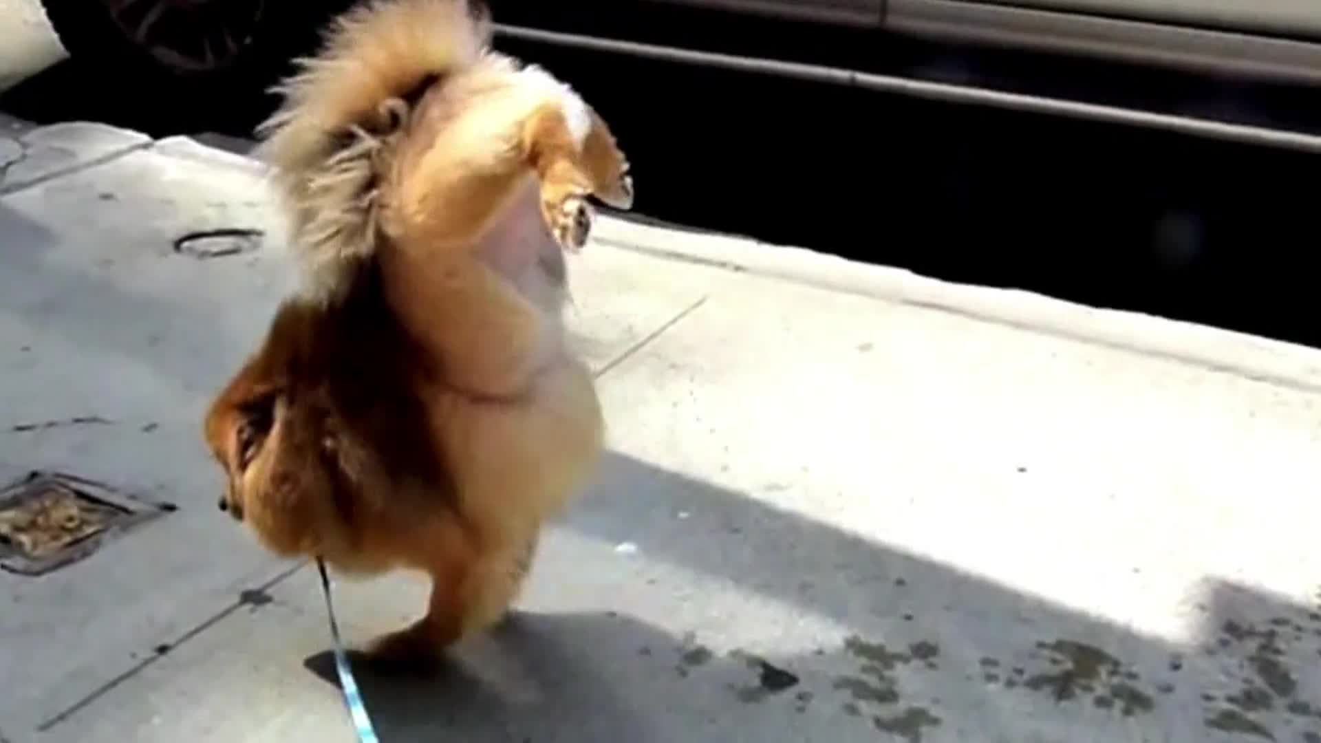 AnimalPlanet