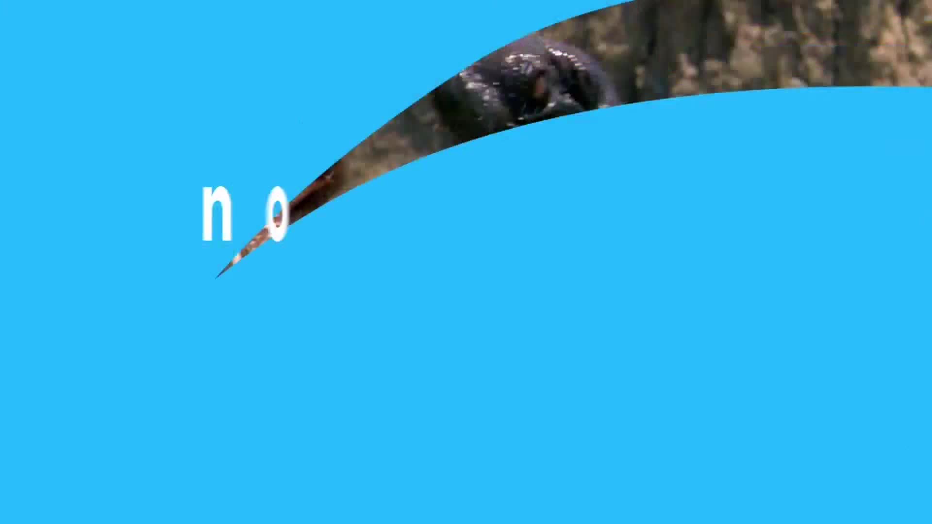 AnimalPlanet