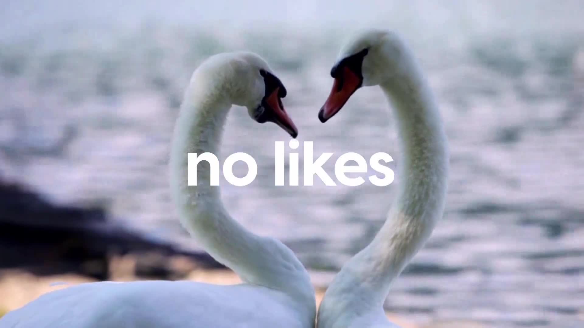 AnimalPlanet