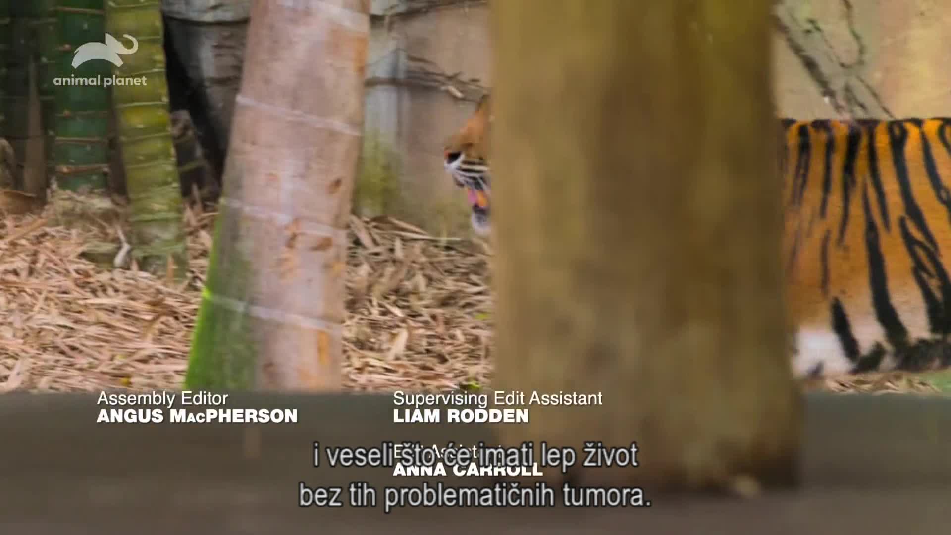 AnimalPlanet