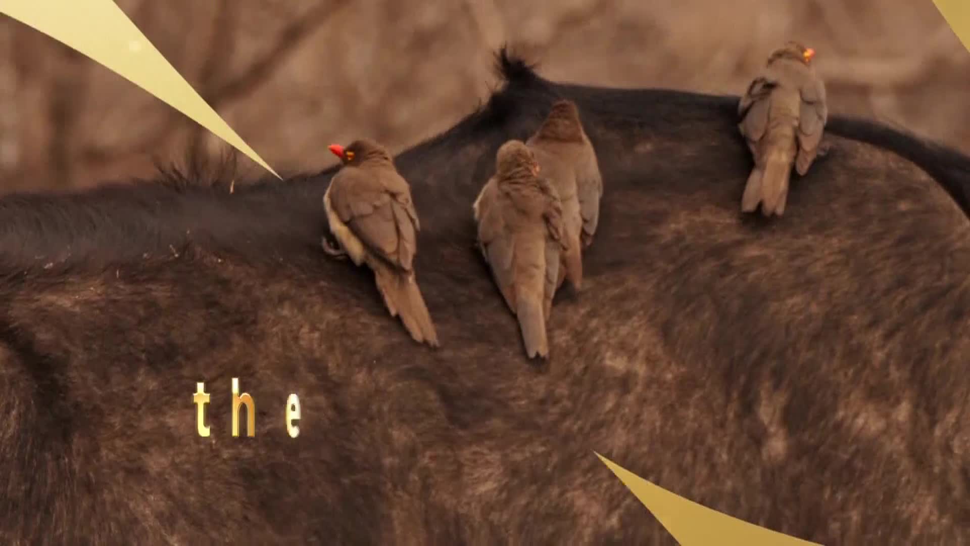 AnimalPlanet