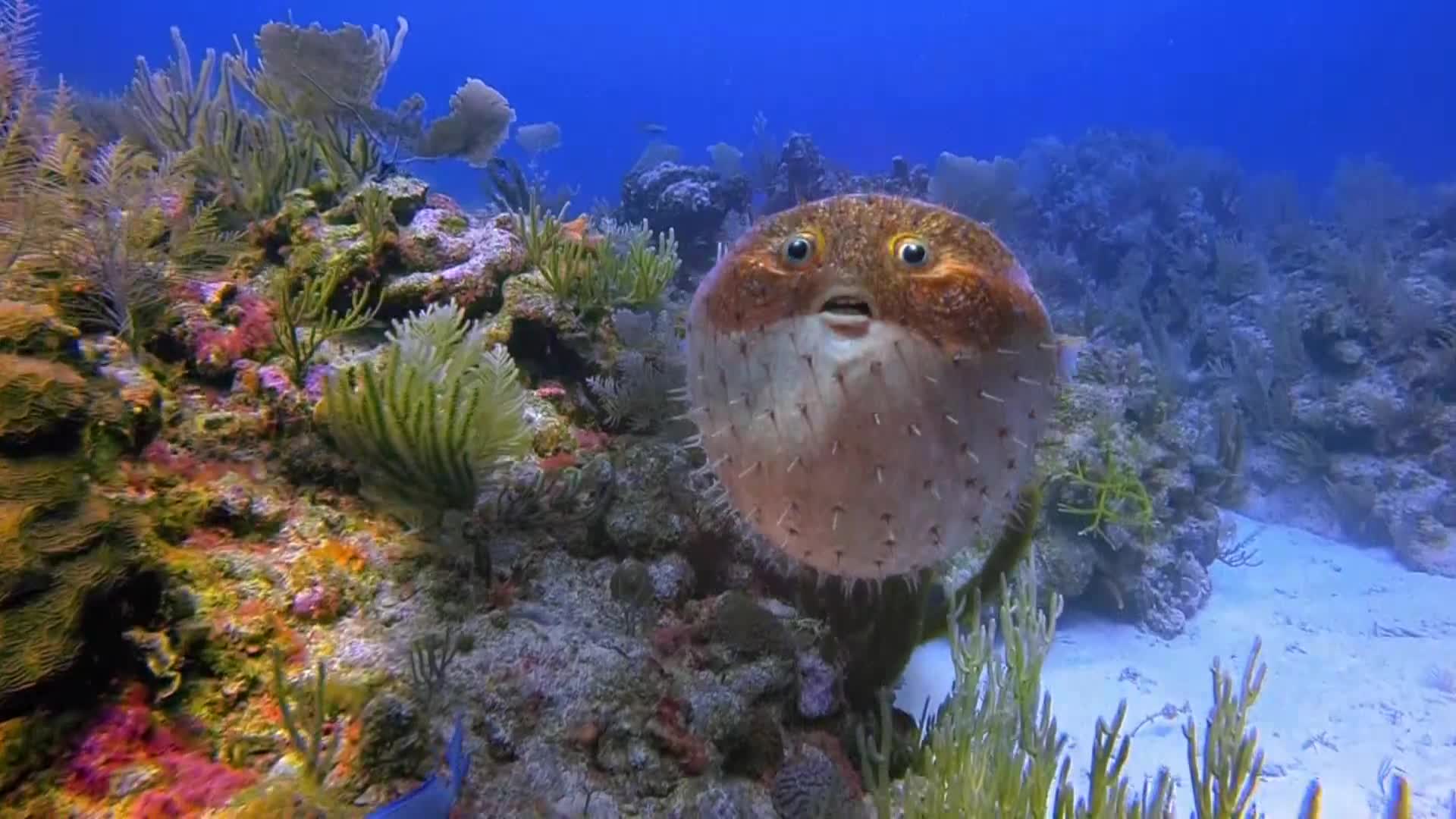 AnimalPlanet