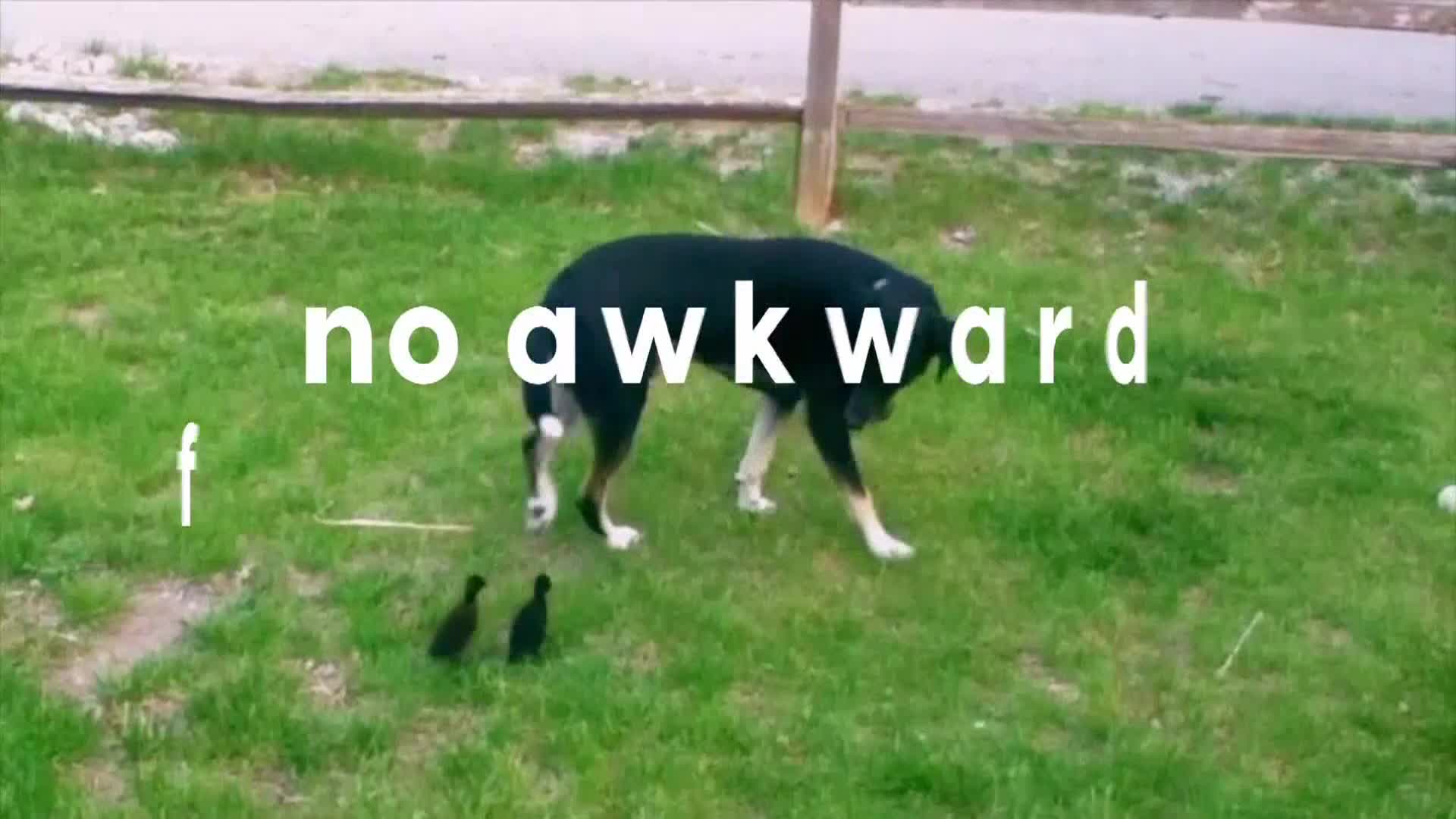 AnimalPlanet