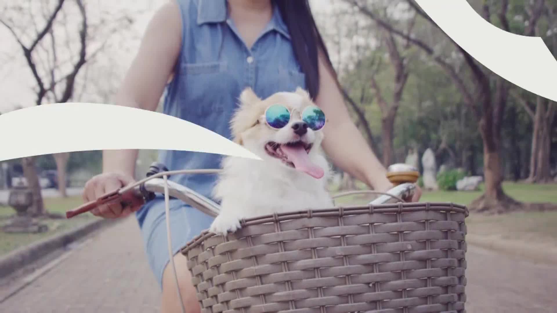 AnimalPlanet