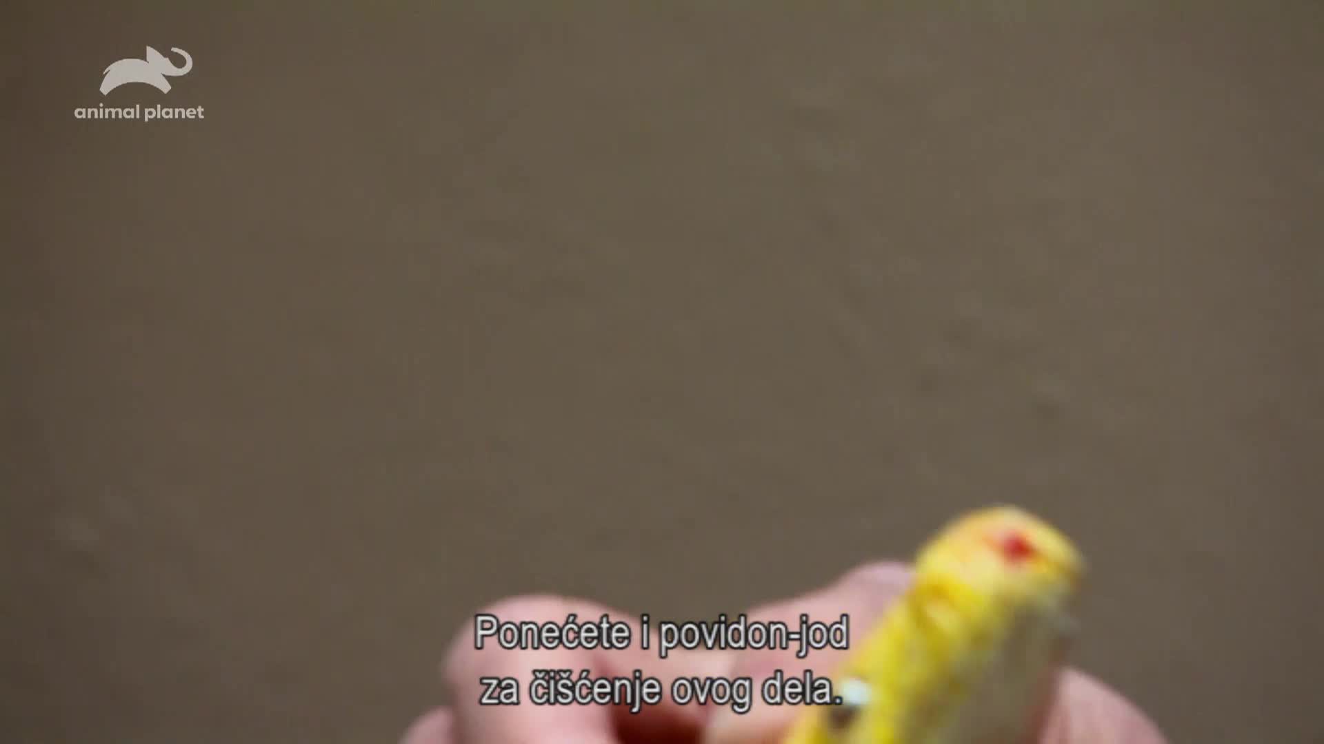 AnimalPlanet