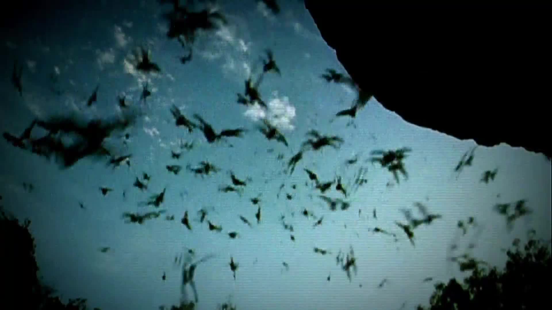 AnimalPlanet