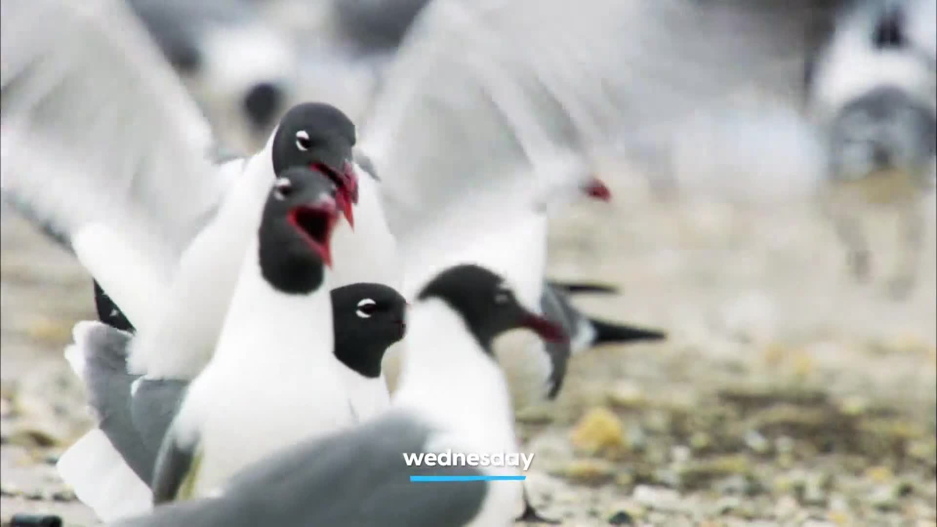 AnimalPlanet