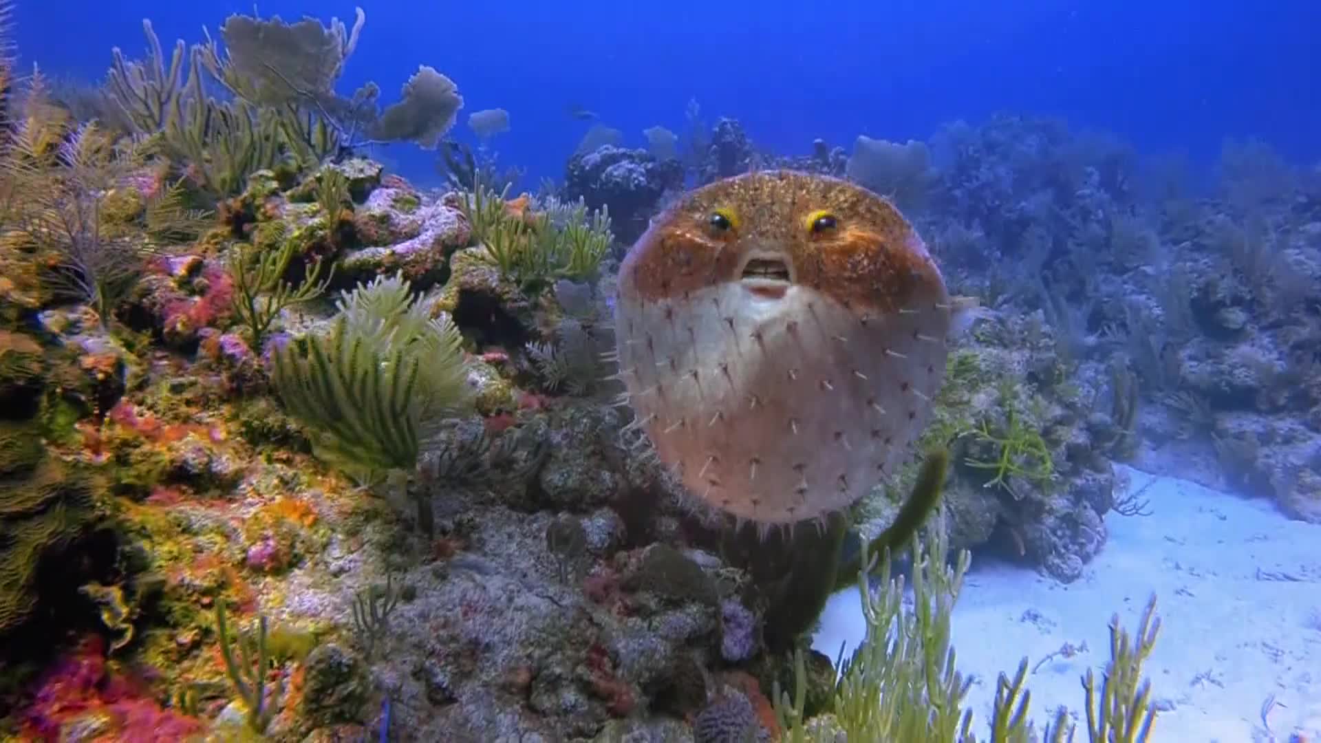 AnimalPlanet