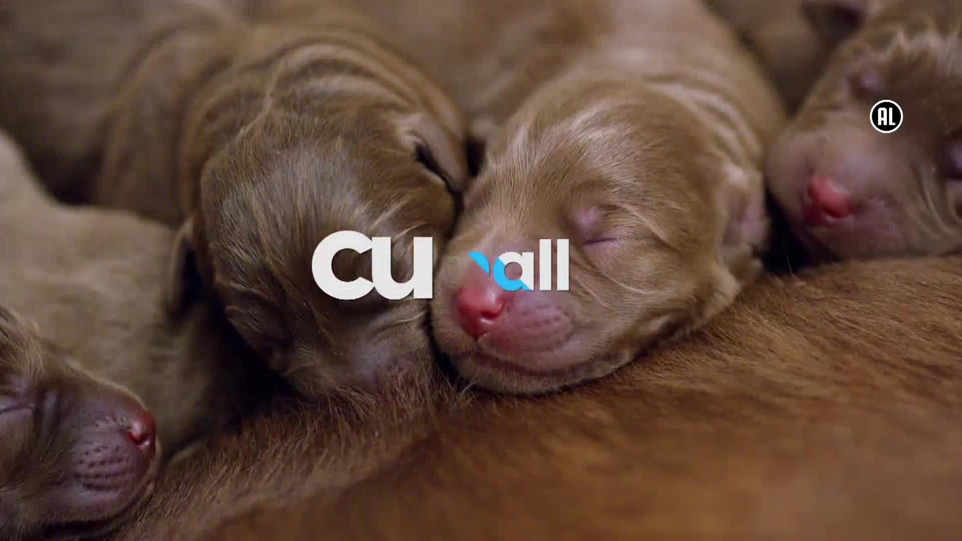 AnimalPlanet