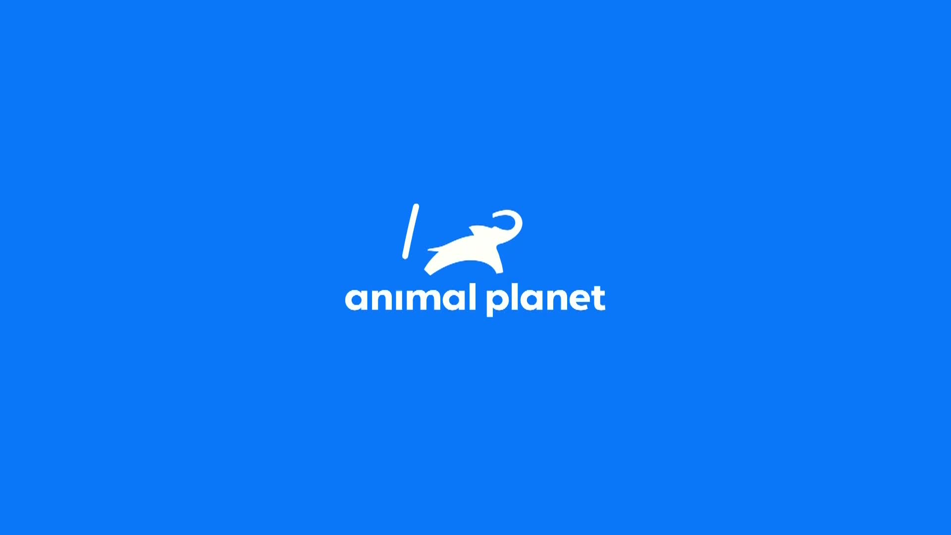 AnimalPlanet