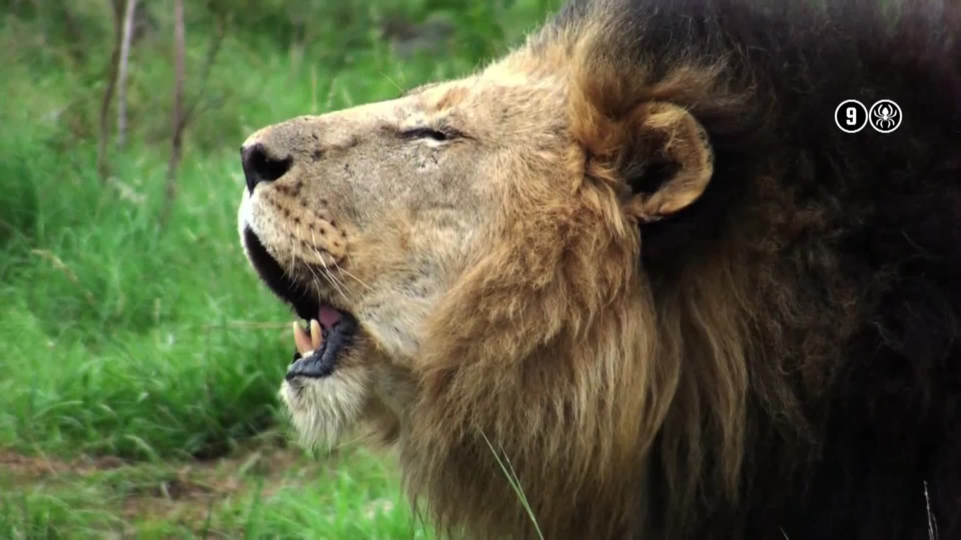 AnimalPlanet