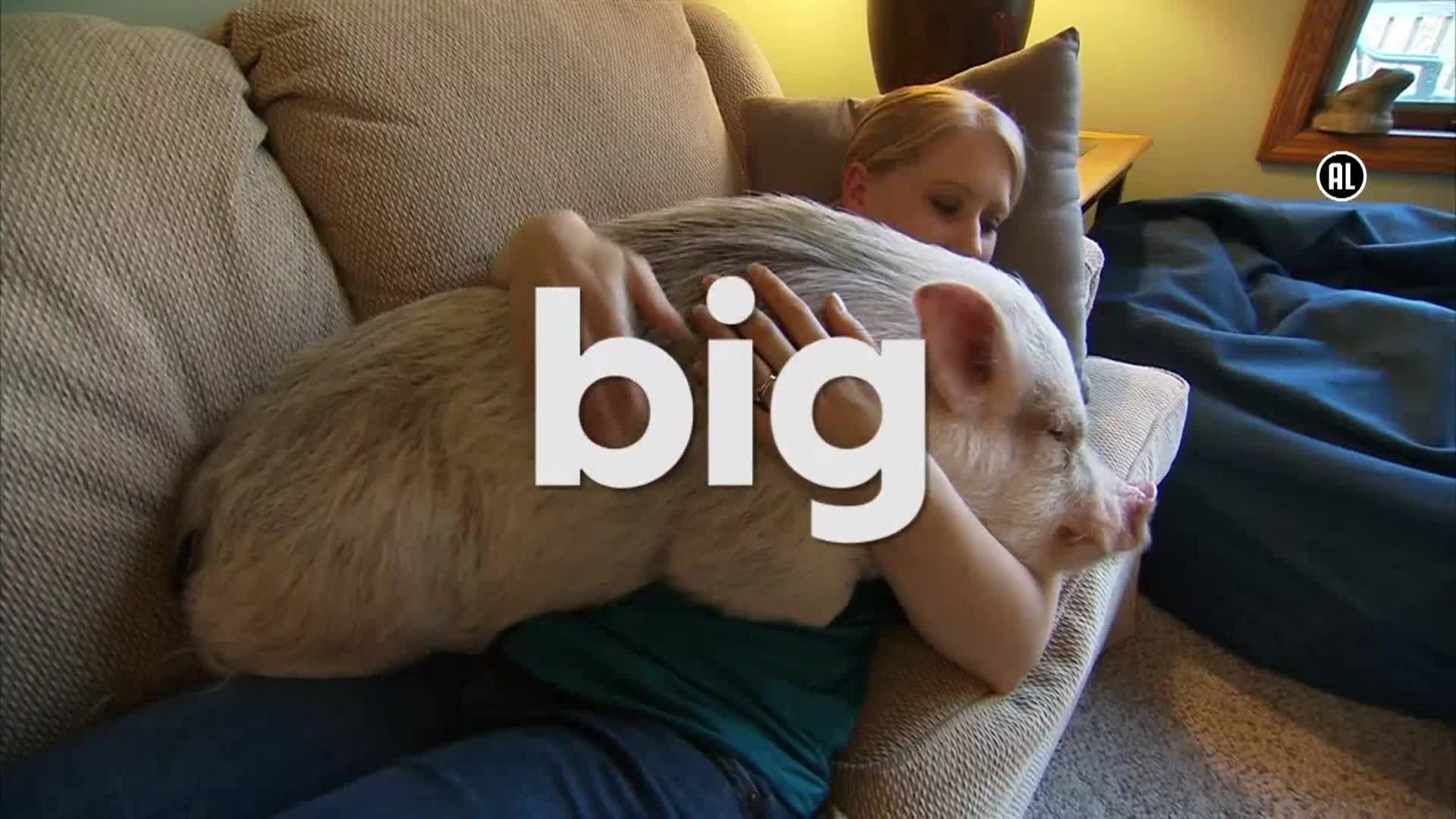 AnimalPlanet