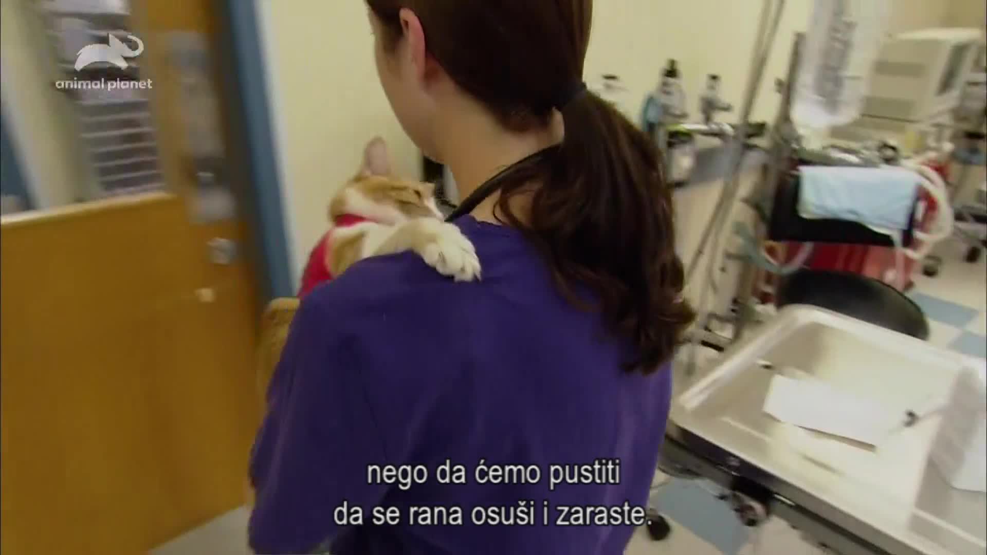 AnimalPlanet