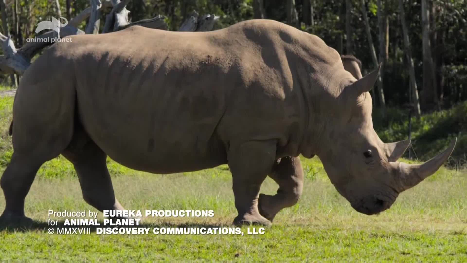 AnimalPlanet