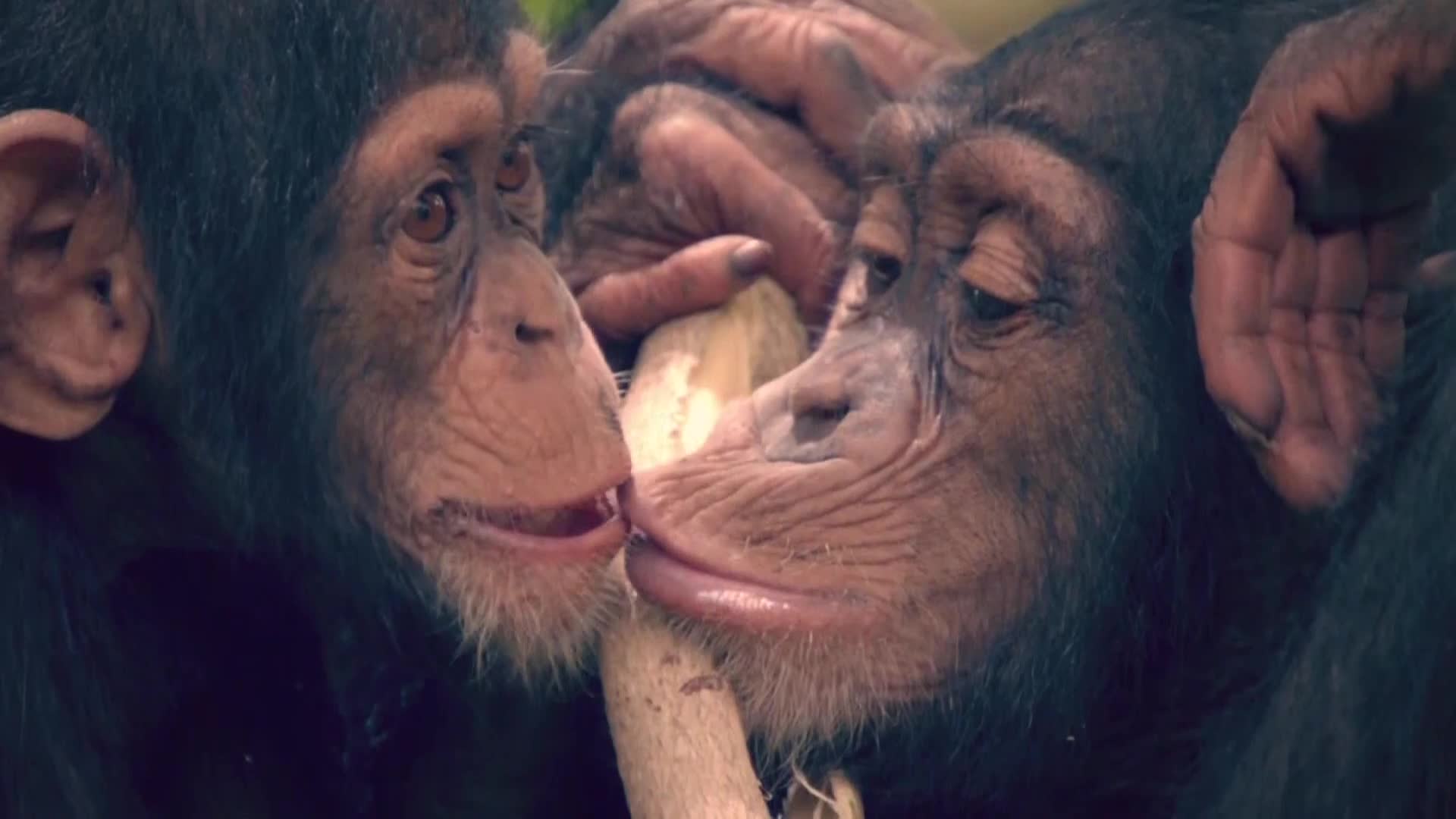 AnimalPlanet