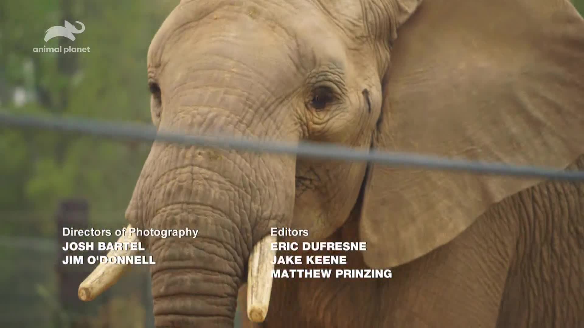 AnimalPlanet