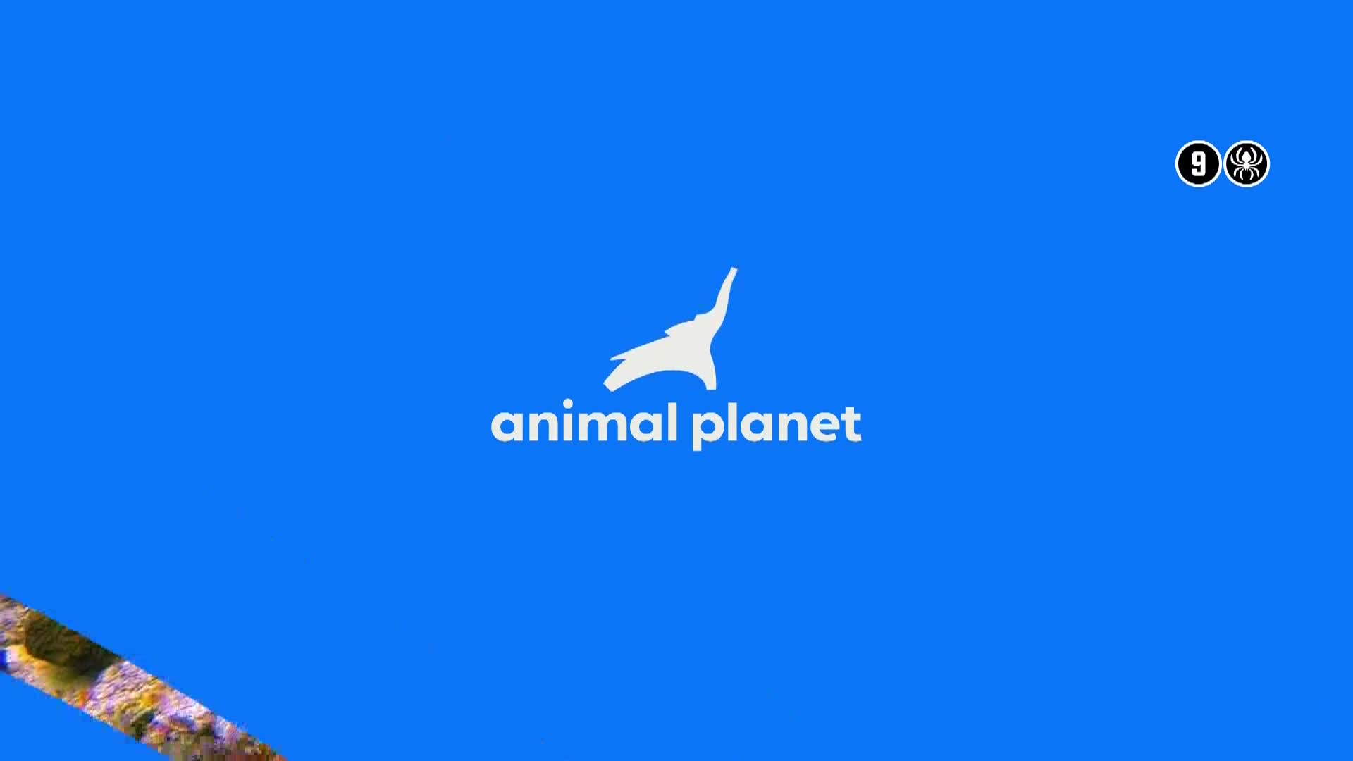 AnimalPlanet
