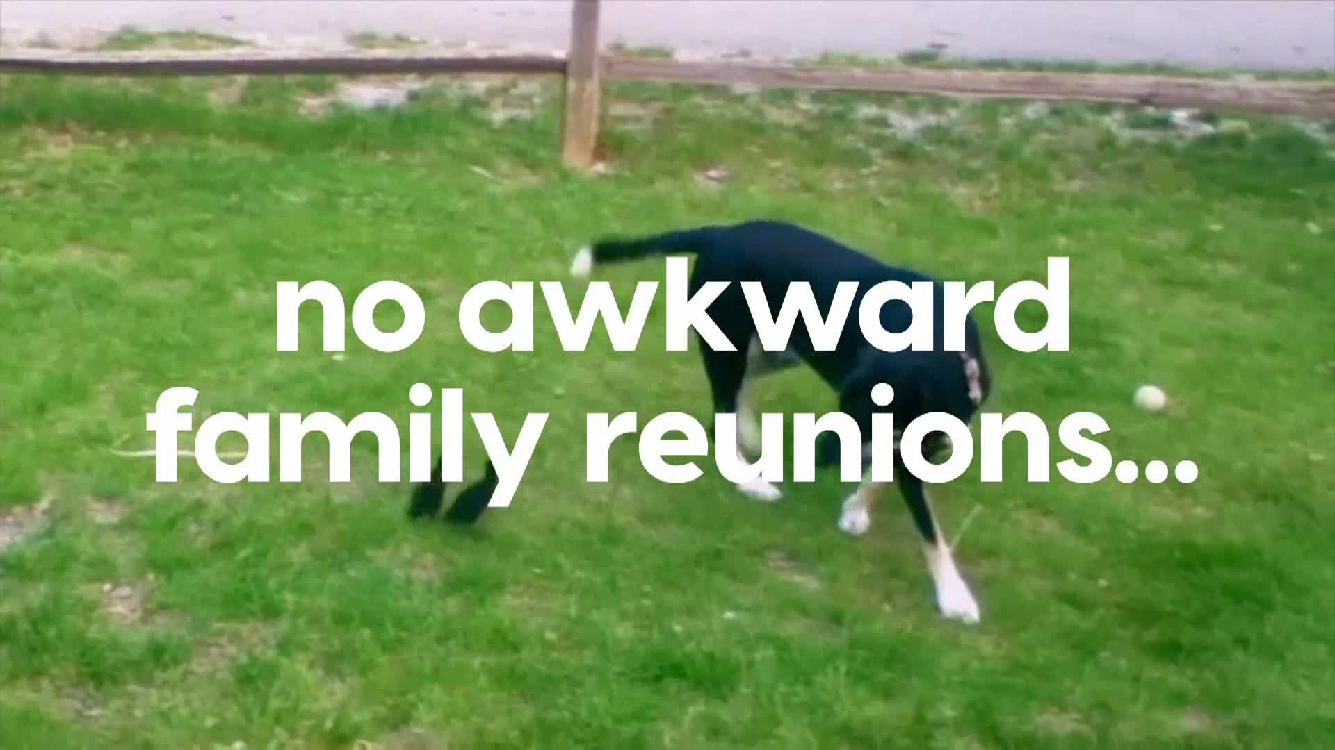 AnimalPlanet