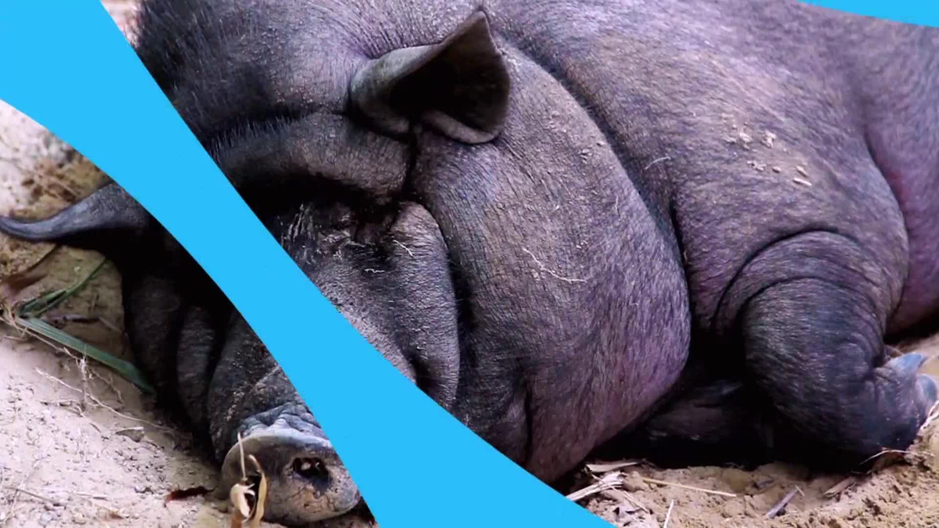 AnimalPlanet