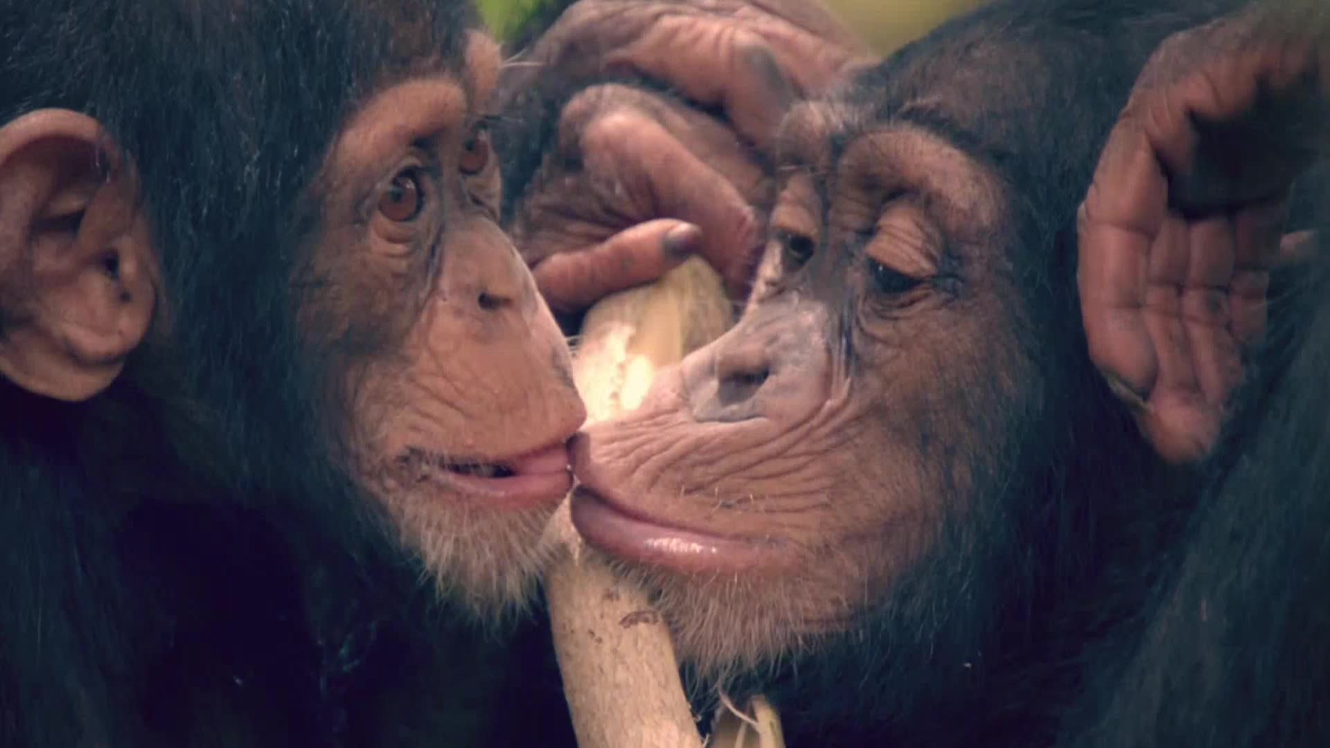 AnimalPlanet