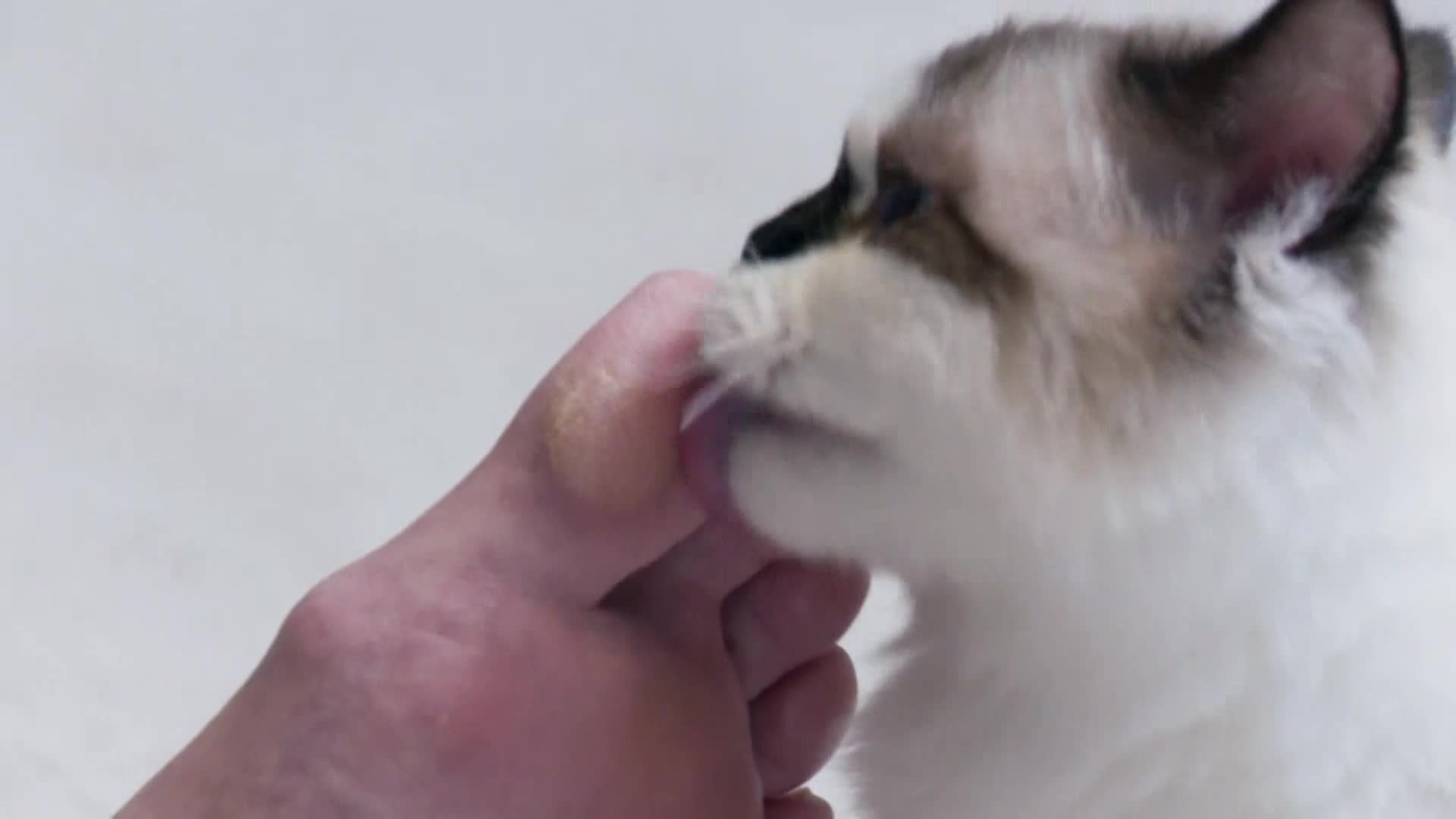 AnimalPlanet