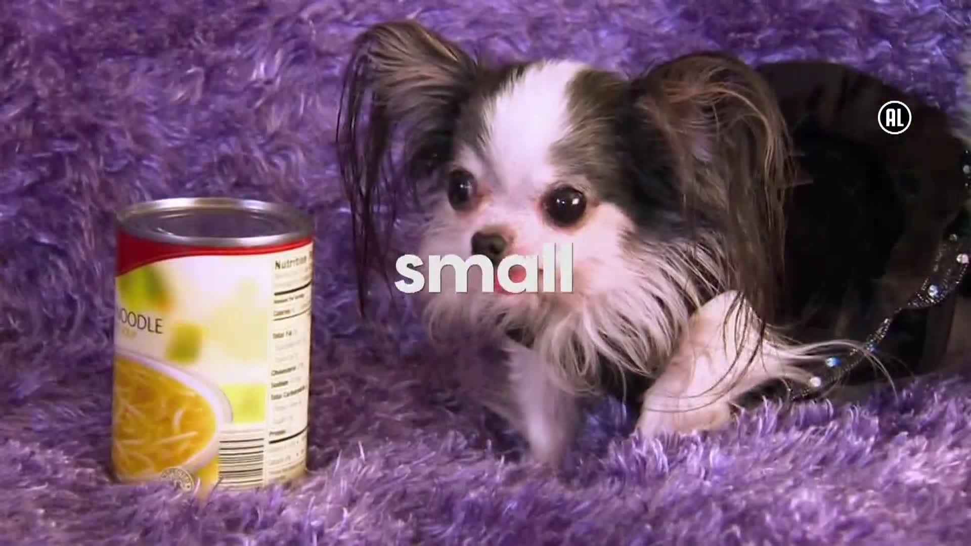 AnimalPlanet