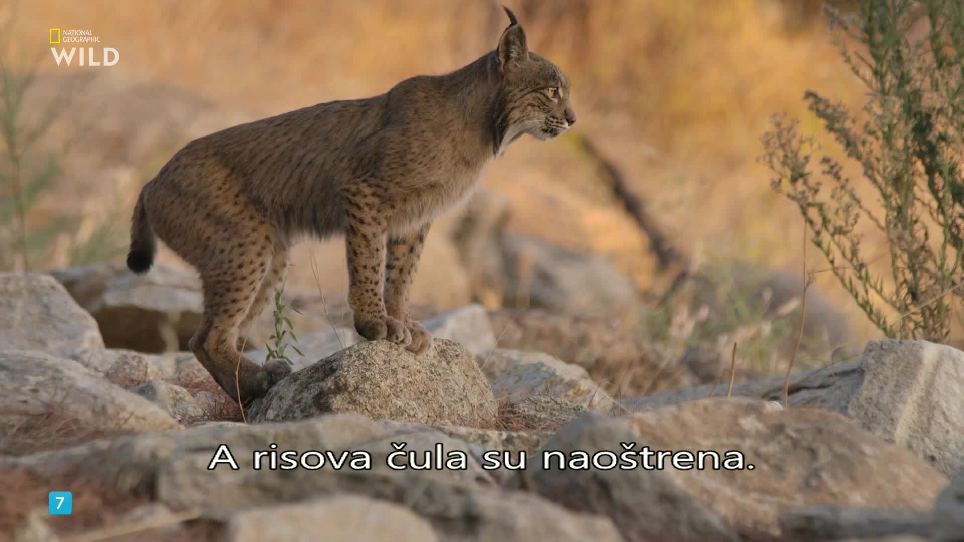 Premium9