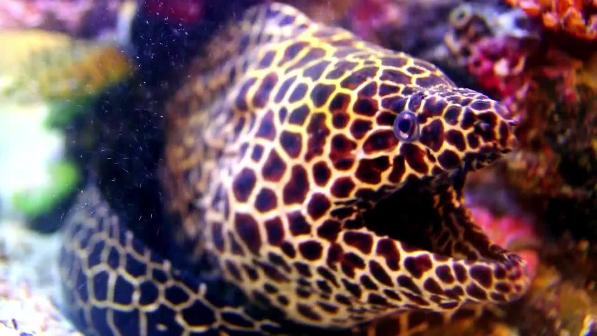 AnimalPlanet