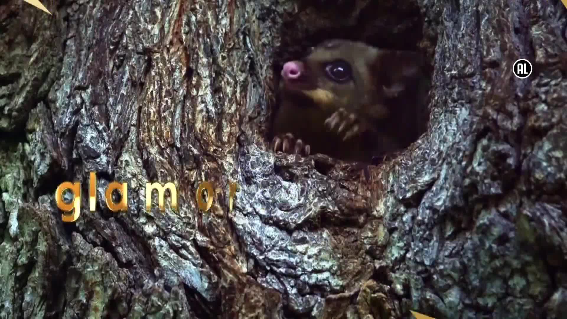 AnimalPlanet
