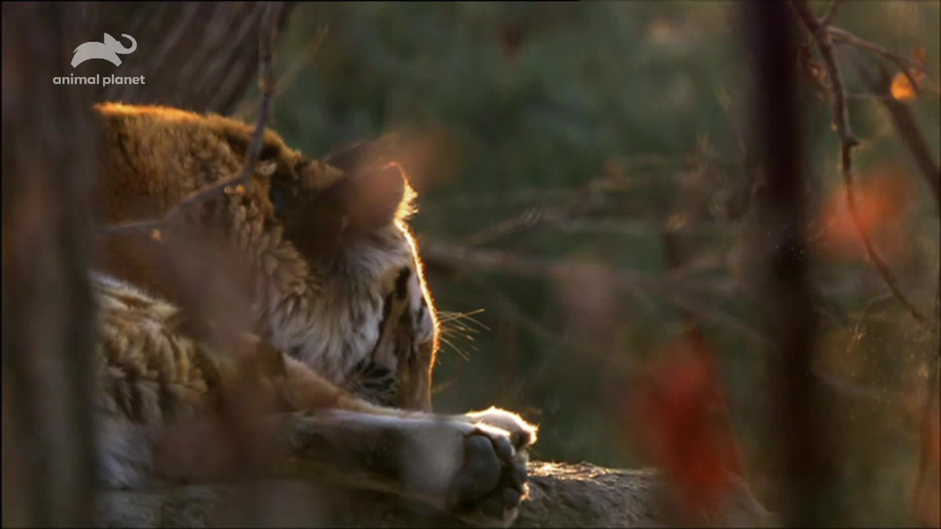 AnimalPlanet