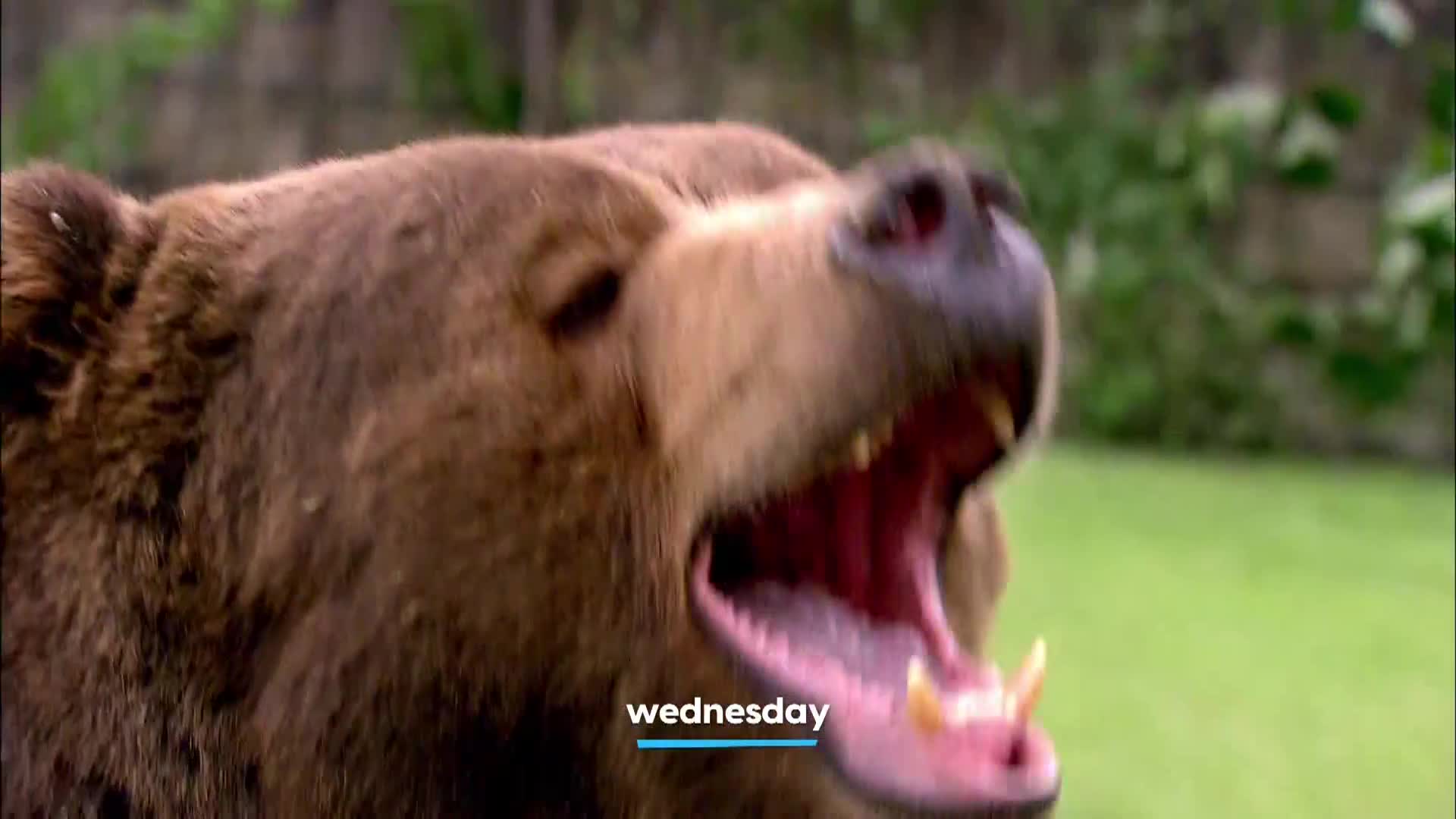 AnimalPlanet