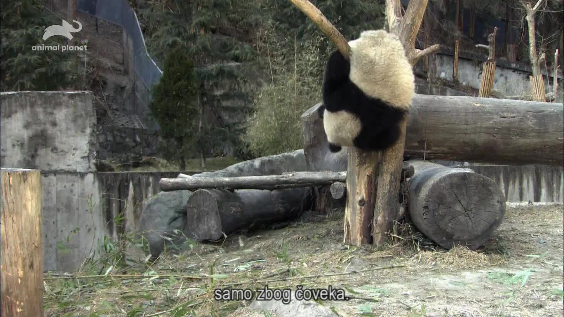 AnimalPlanet