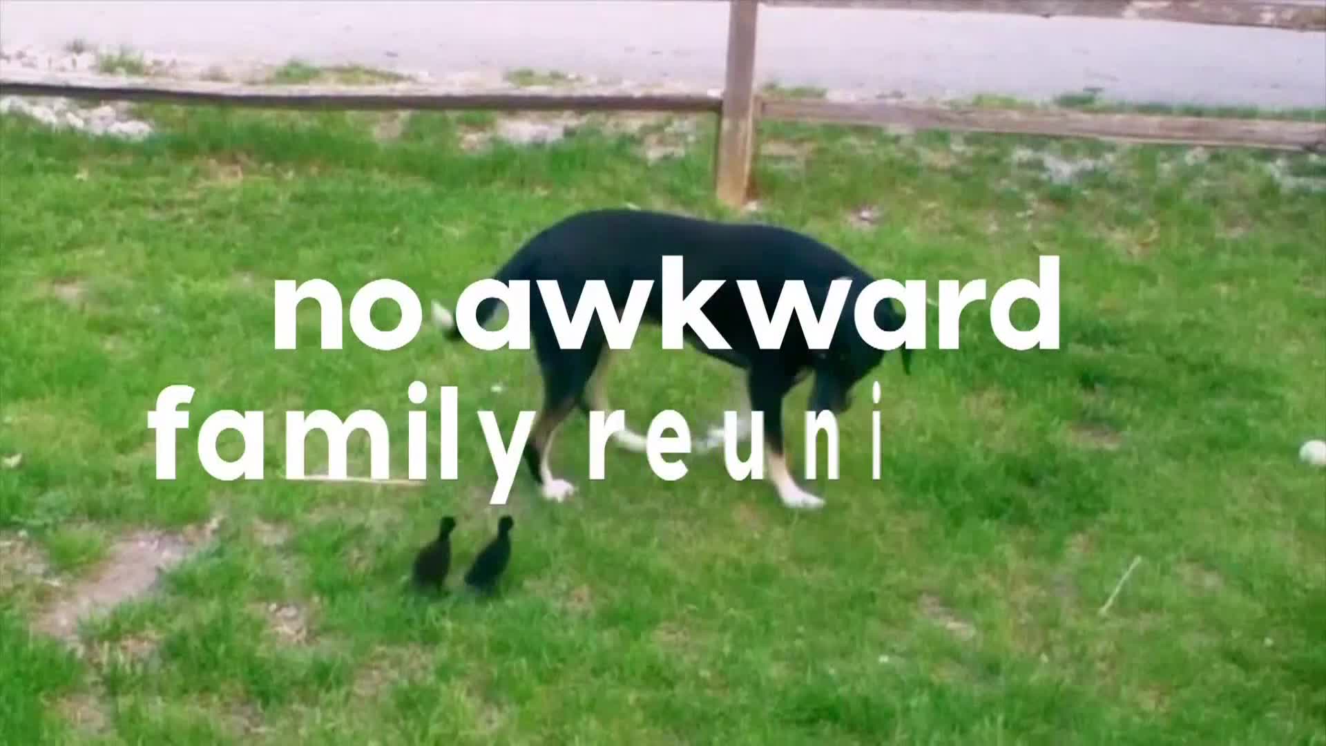AnimalPlanet
