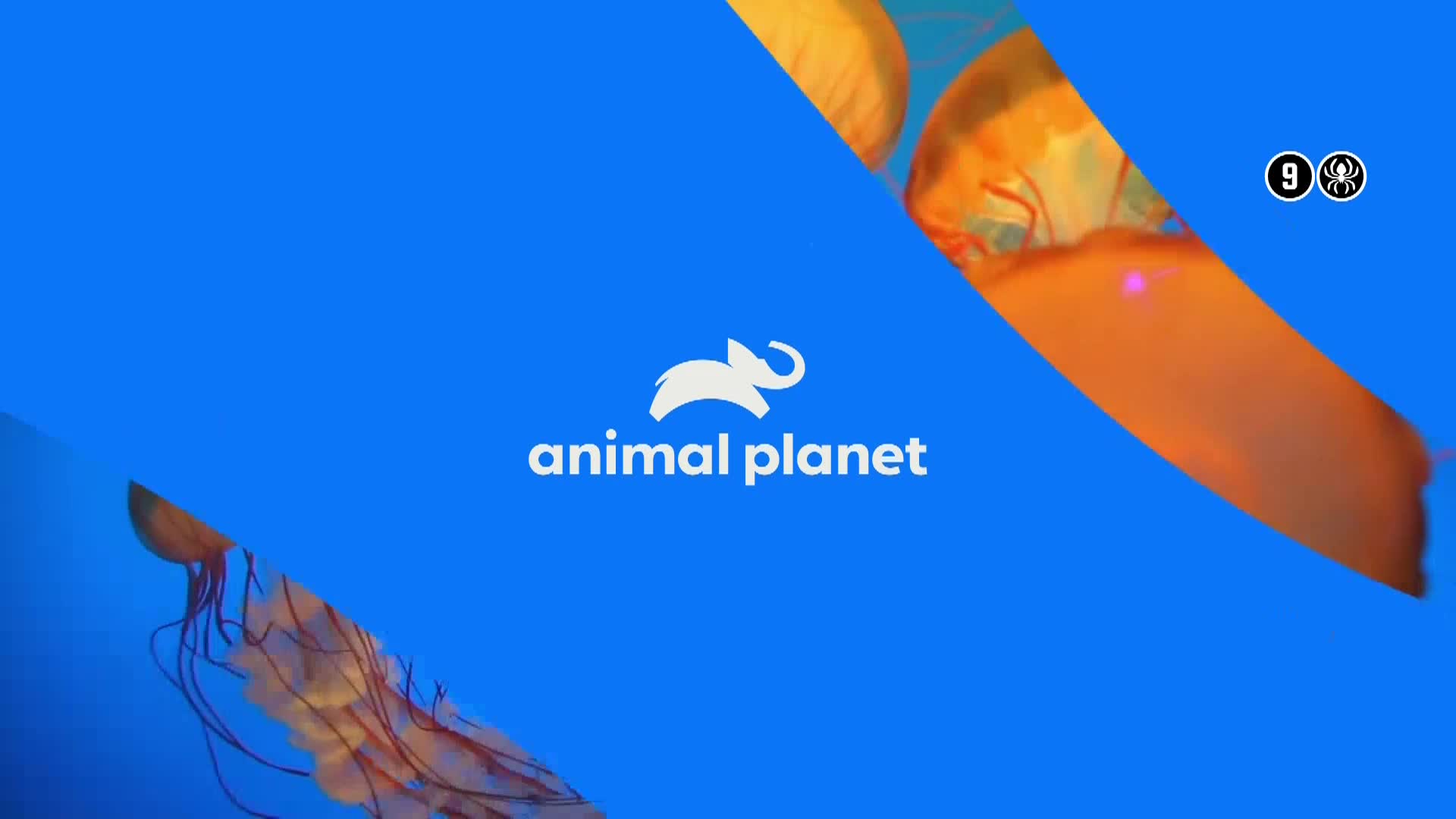 AnimalPlanet